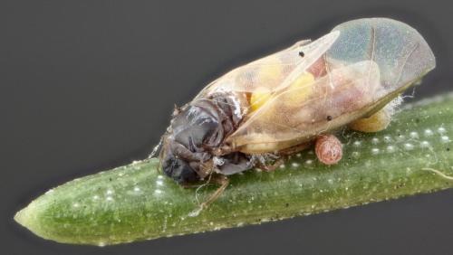 Sacchiphantes abietis